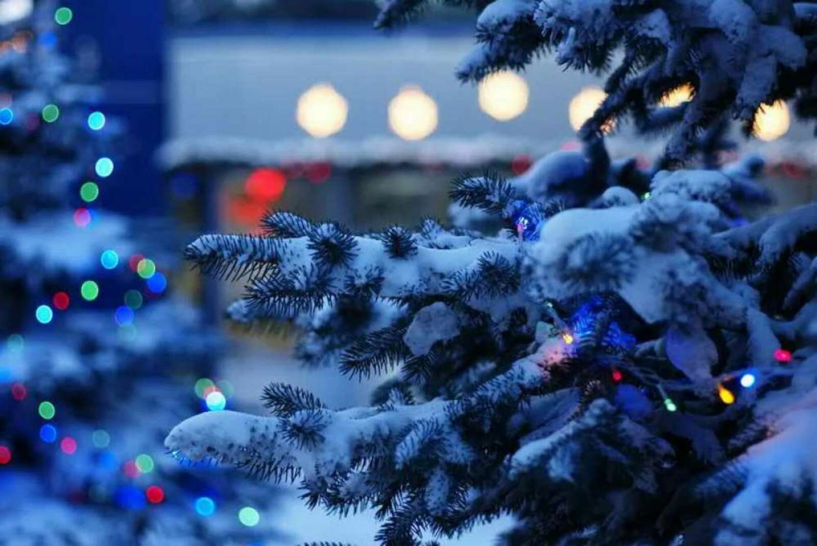 Декабря 2017 года. Новогодний вечер. Зима новый год. Новогодняя елка на улице. Елка в снегу.