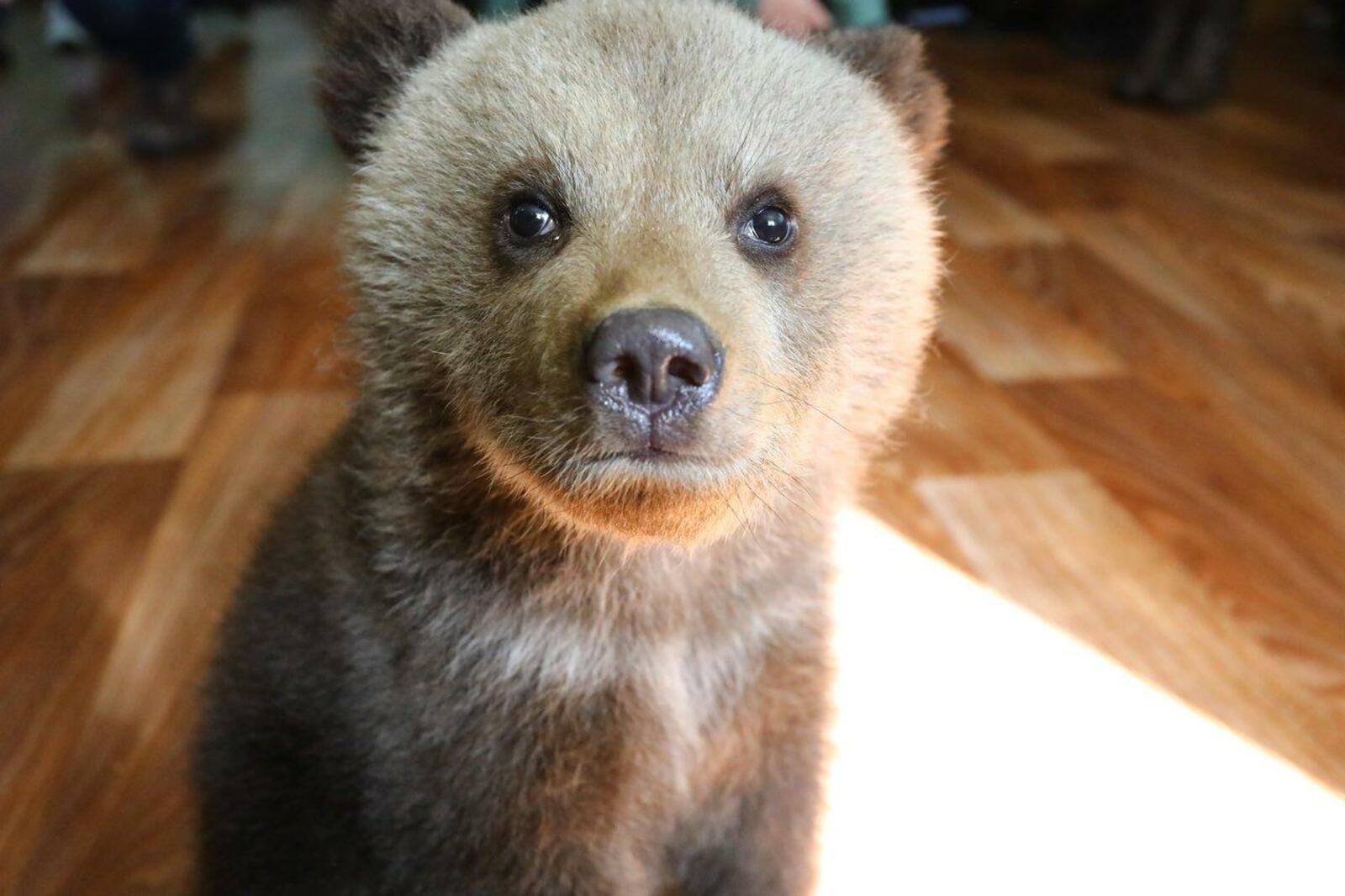Валерий Шахов