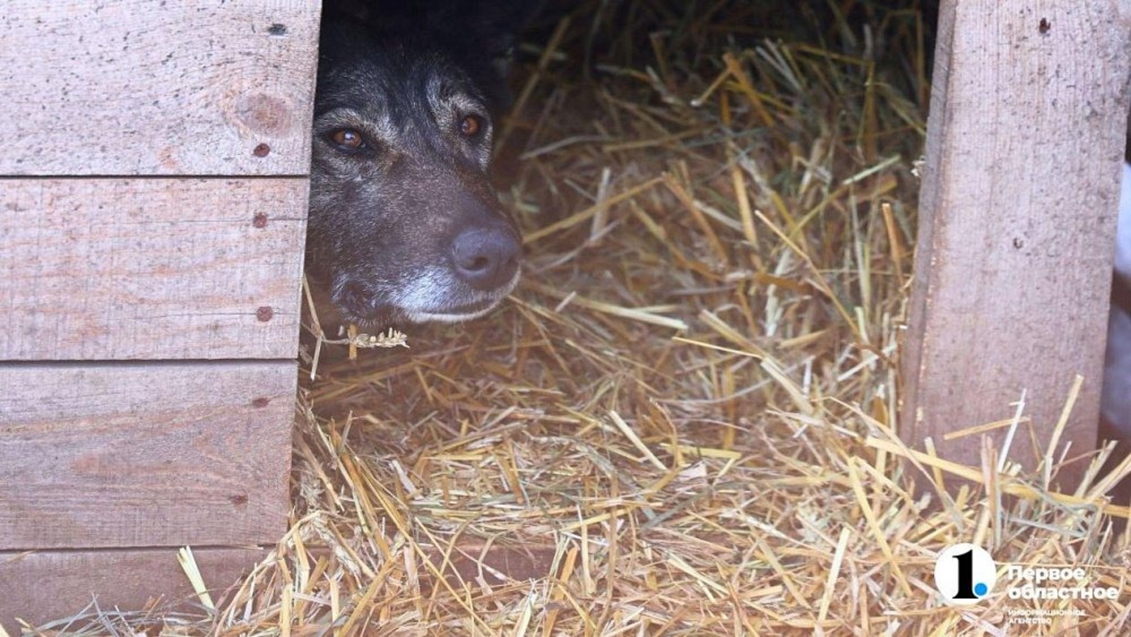 Олег Каргаполов, Первое областное
