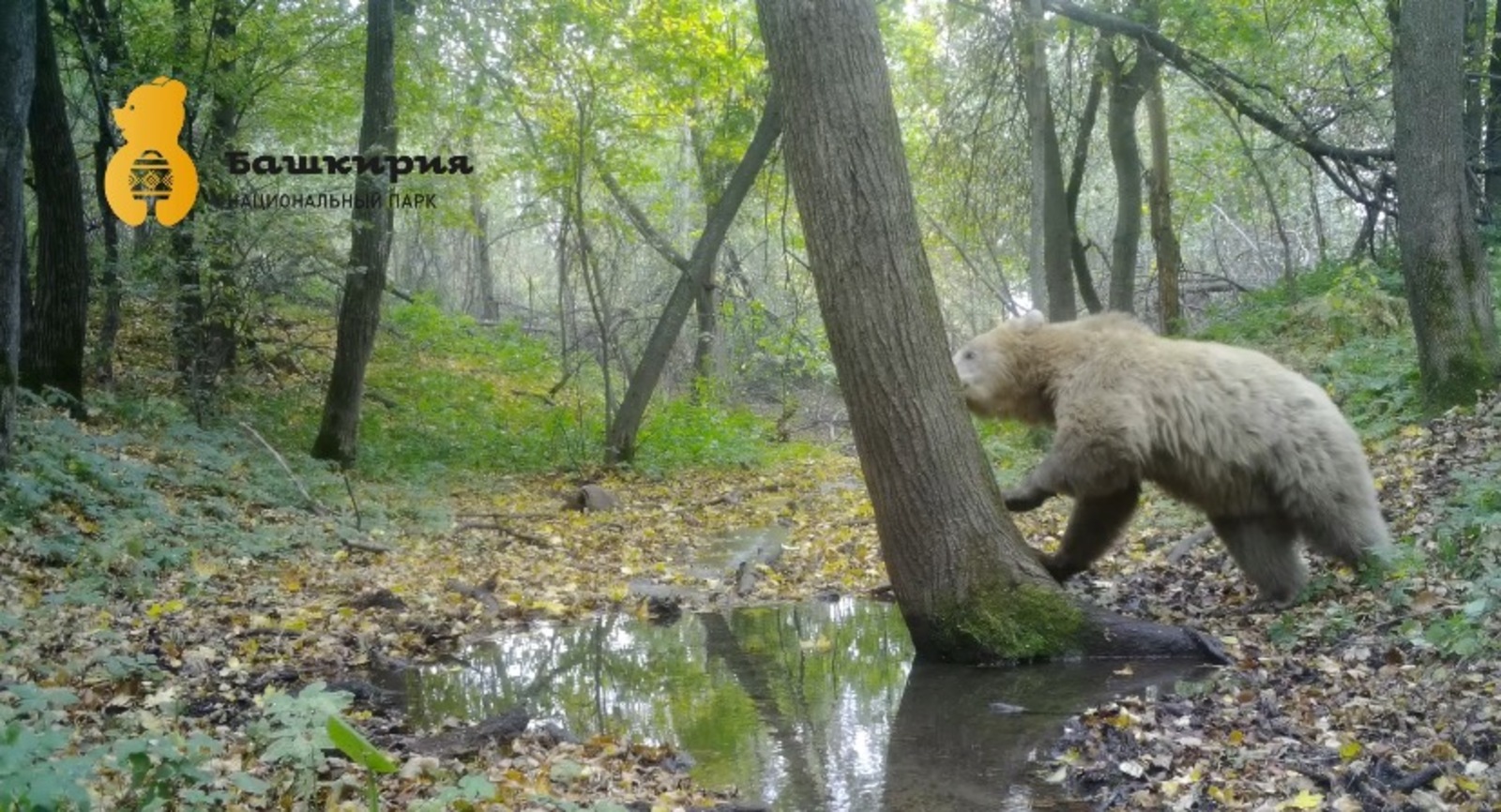 скриншот видео