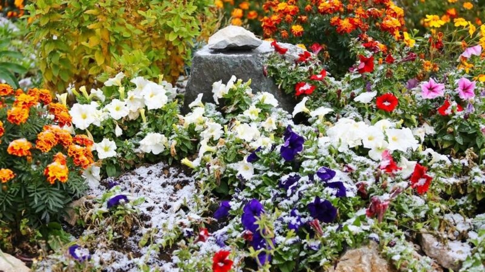 Валерий Шахов