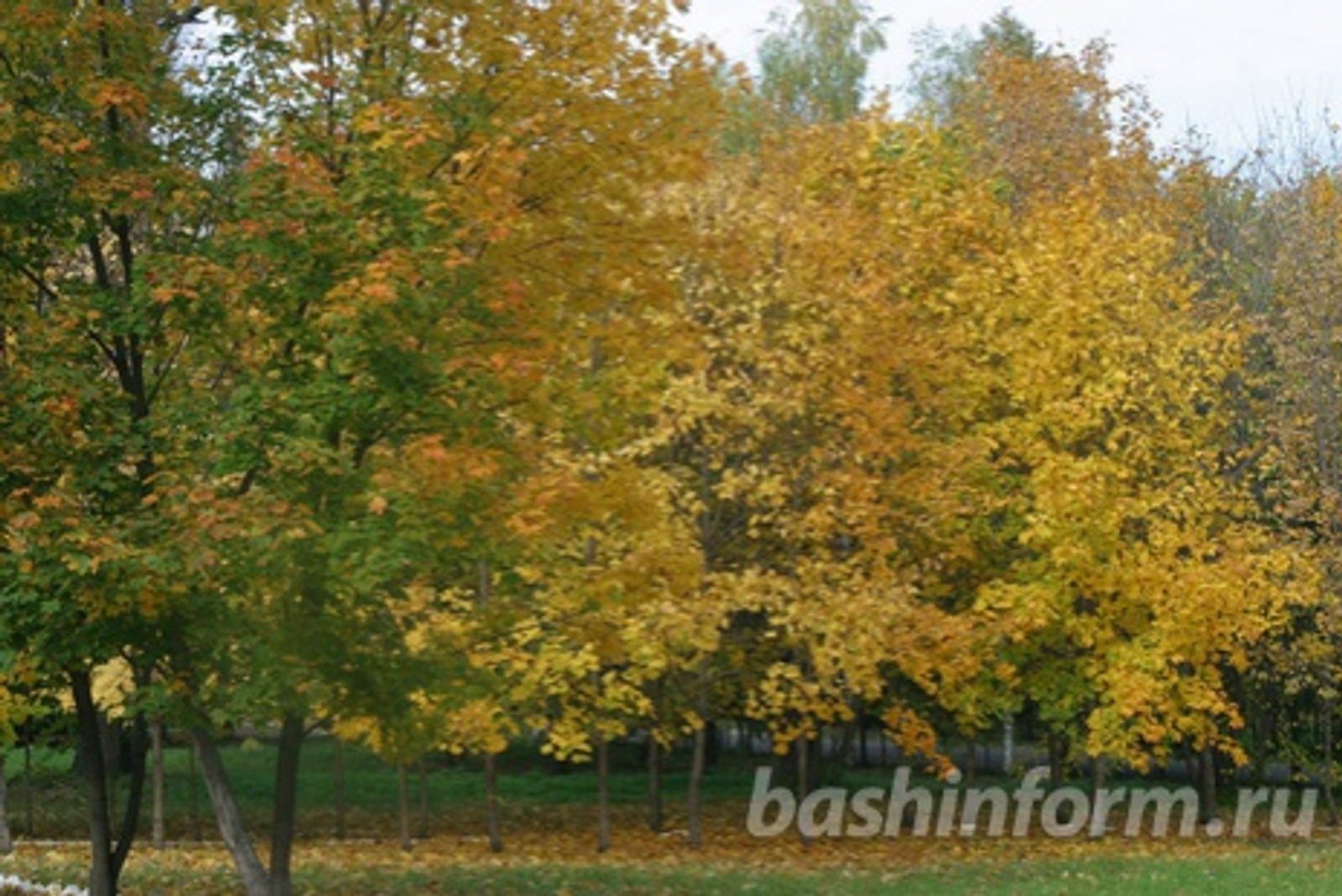 Андрей Старостин