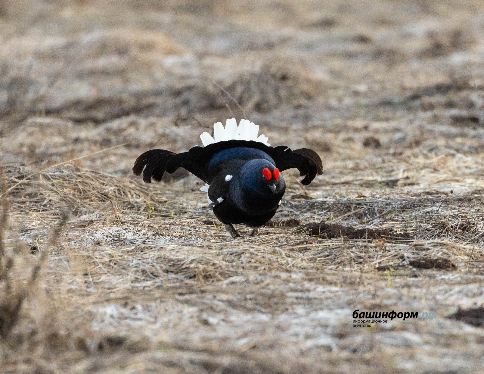 Владимир Кузнецов Дирекция нацпарка «Башкирия»