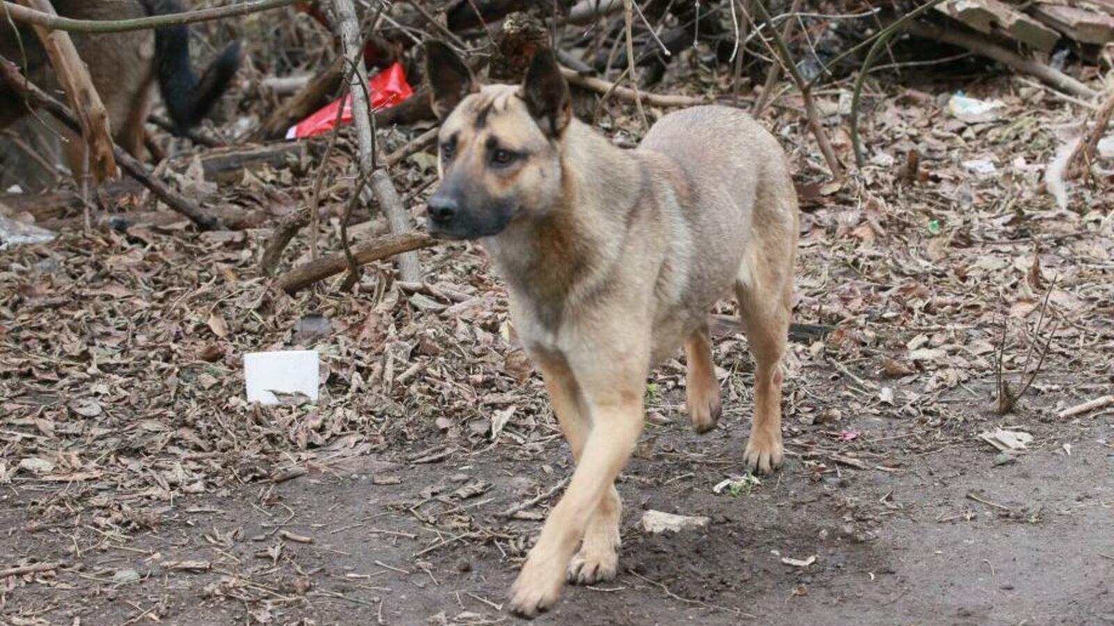 Олег Яровиков