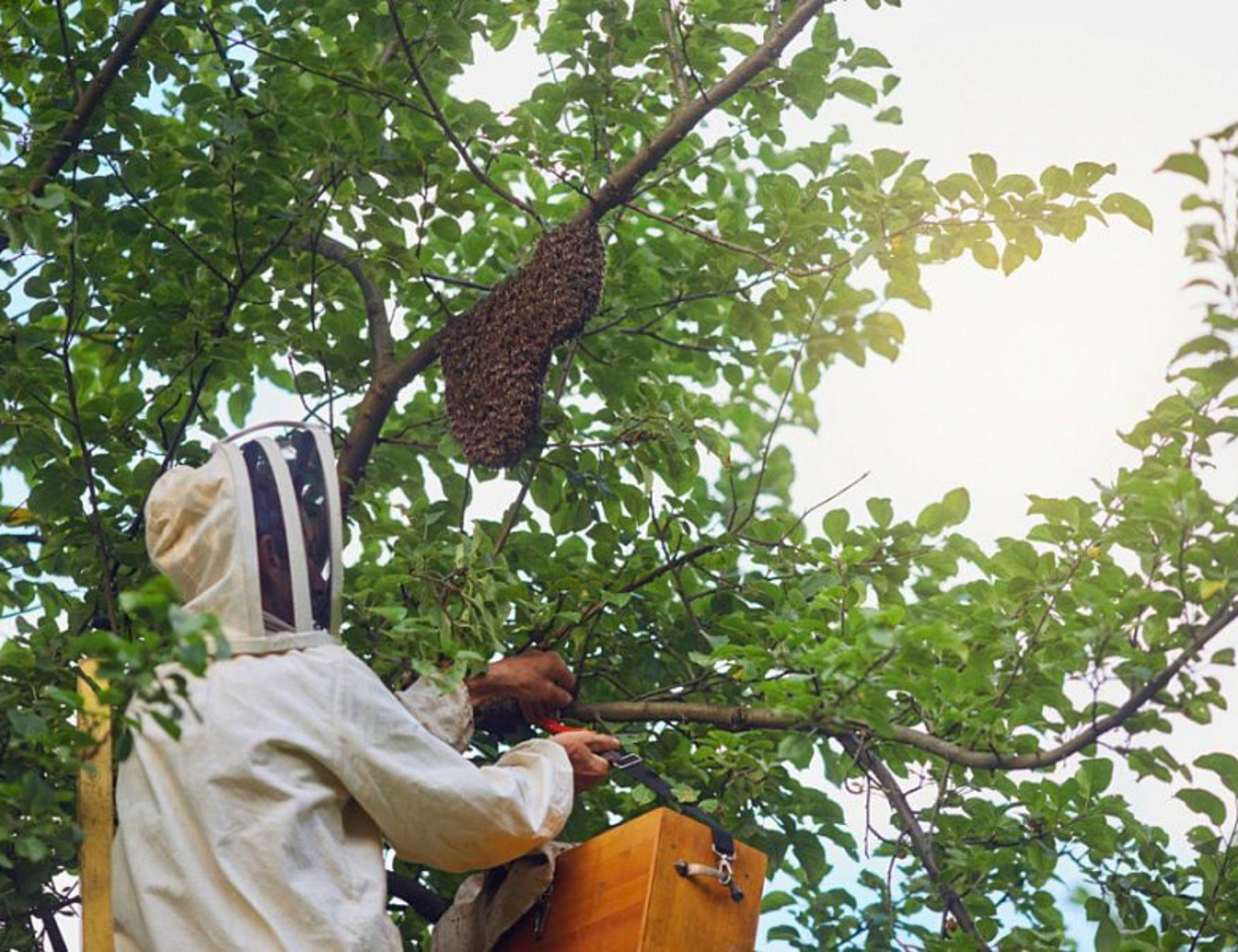 Ученые Евразийского НОЦ сохраняют популяцию уникальной пчелы