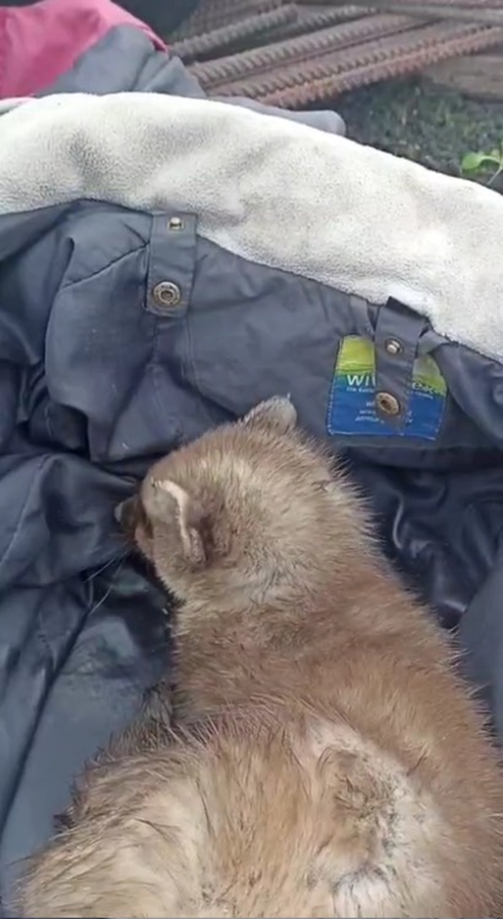 скриншот видео ЦРДЖ «Пин и Пуф»