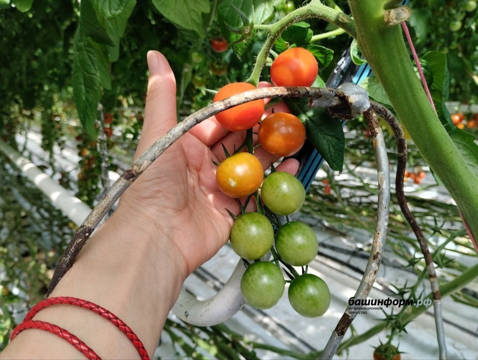 Башинформ bashinform.ru