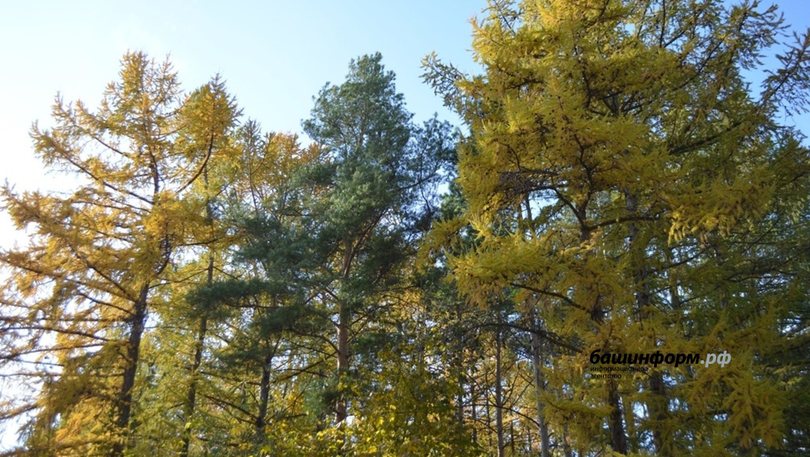 Ксения Калинина   ИА «Башинформ»