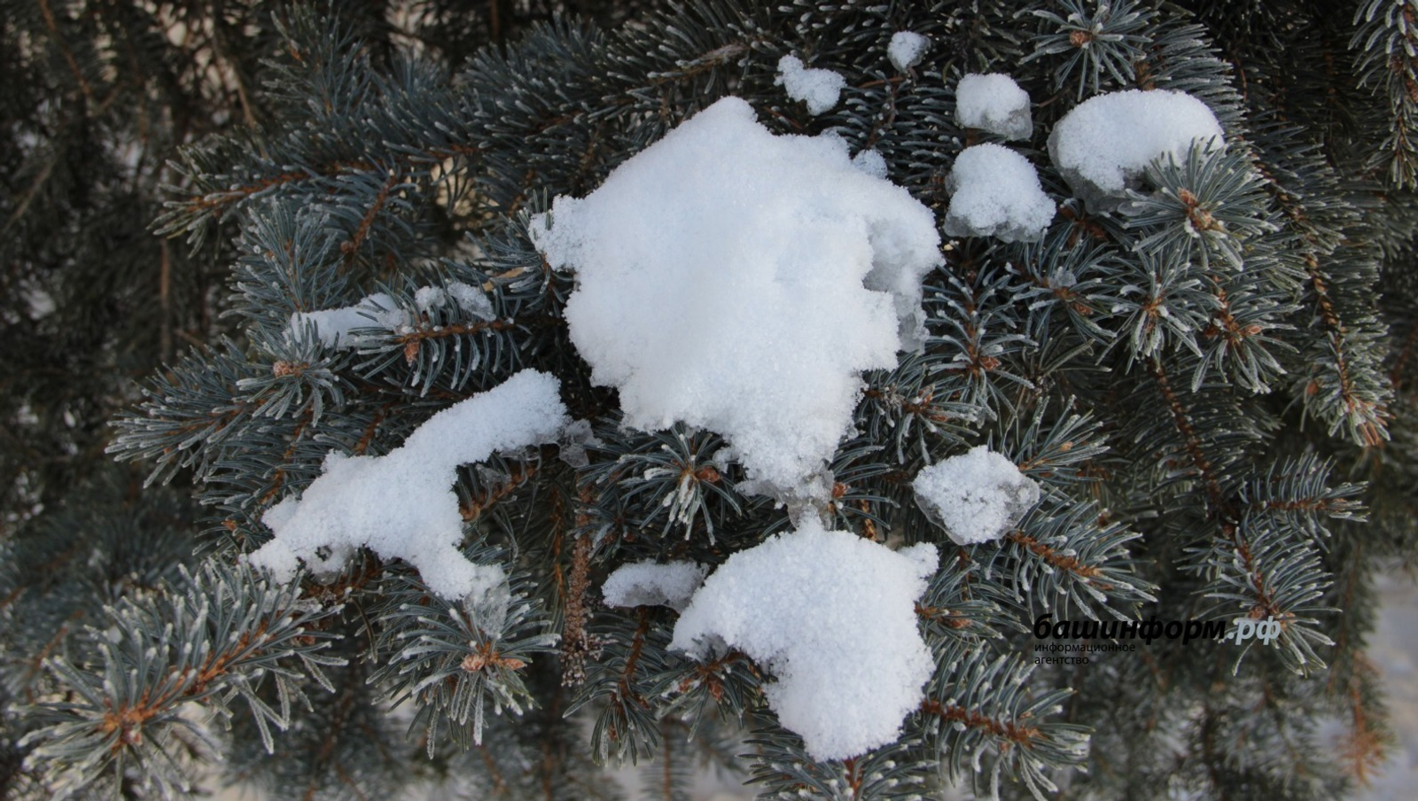 Ксения Калинина