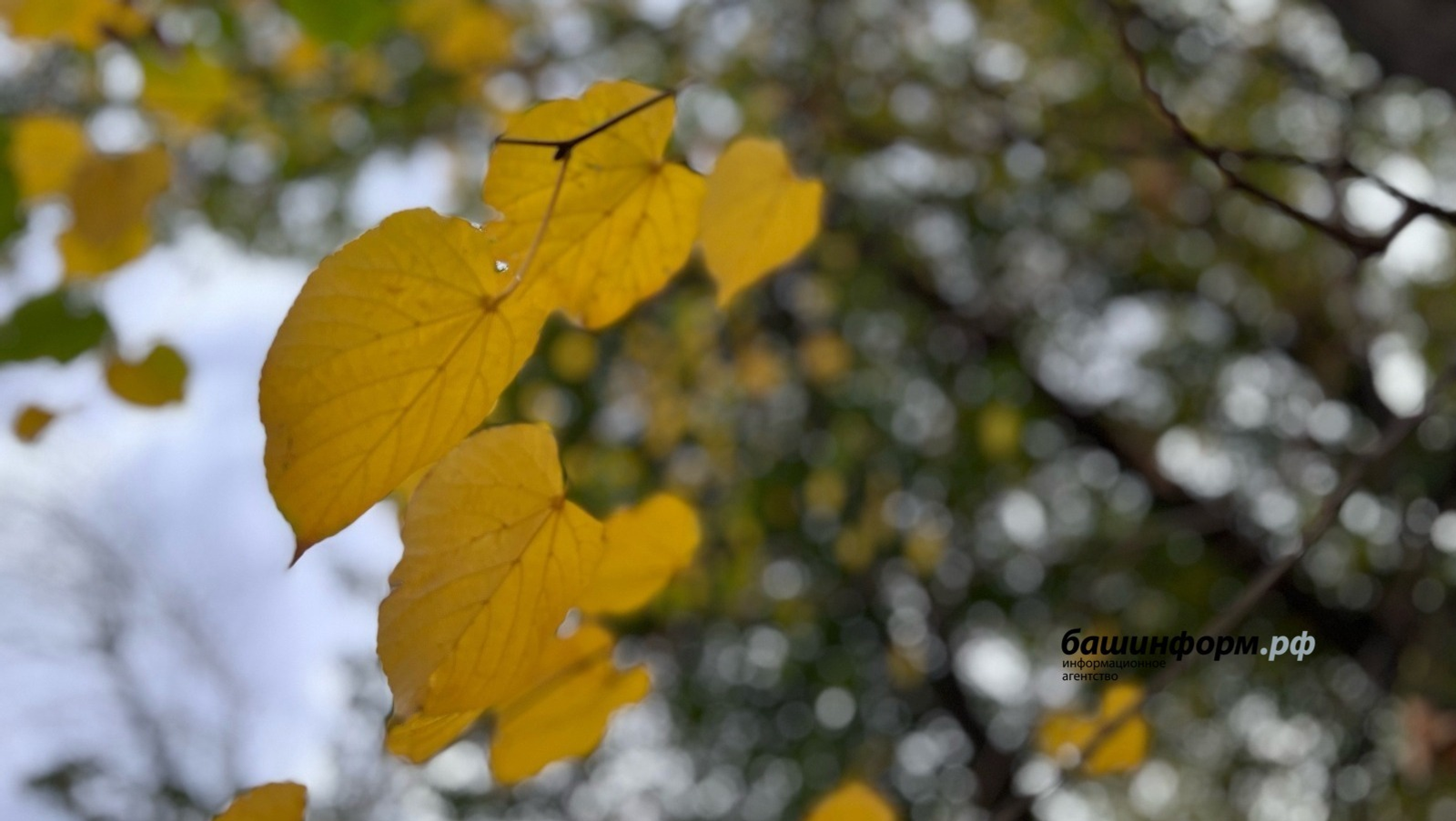 Ксения Калинина