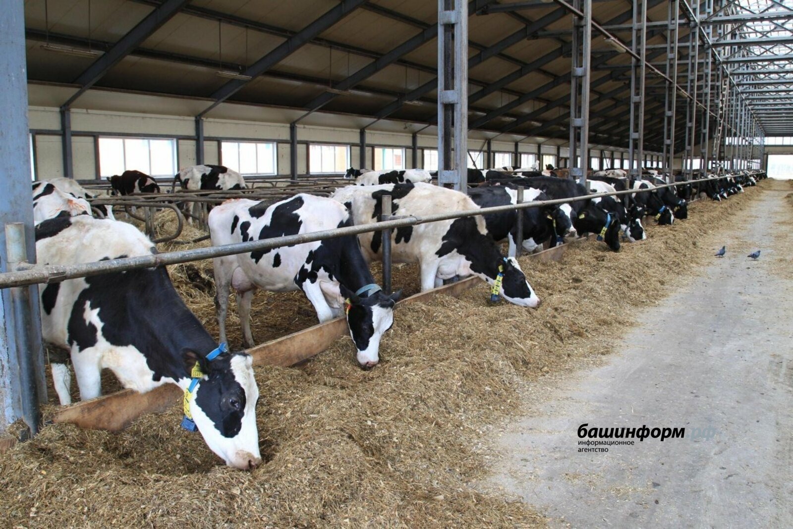 На сельхозпредприятии Башкирии доили вместе здоровых и инфицированных коров