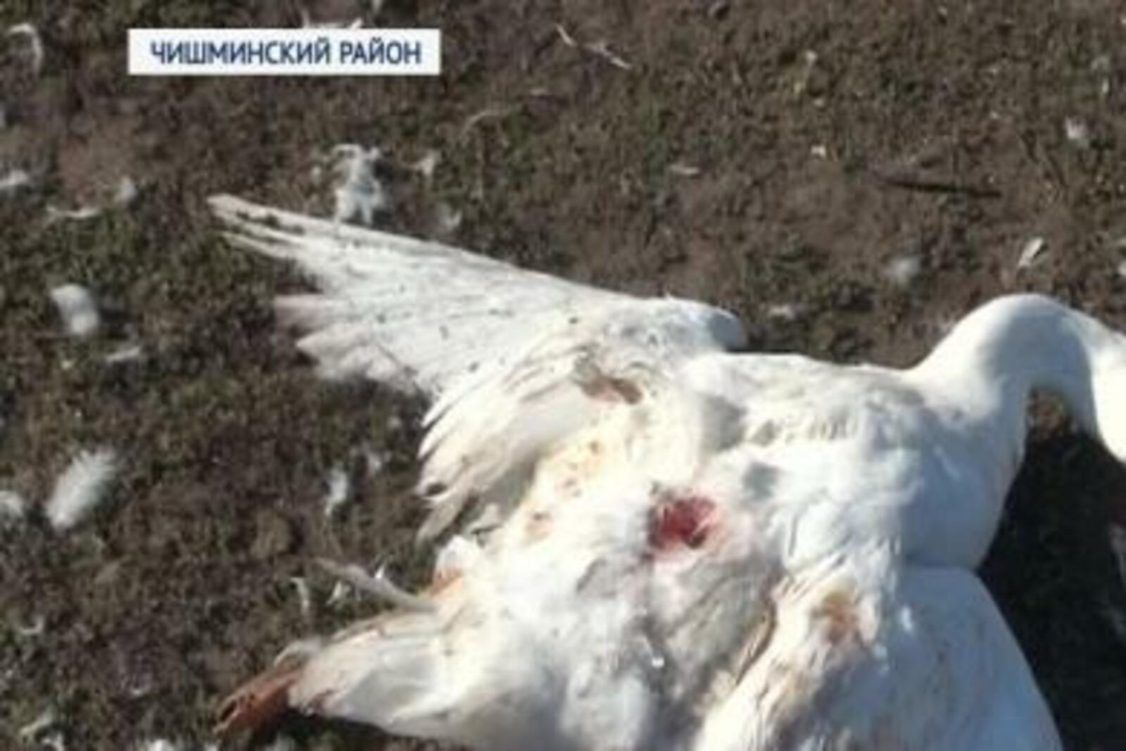 БСТ