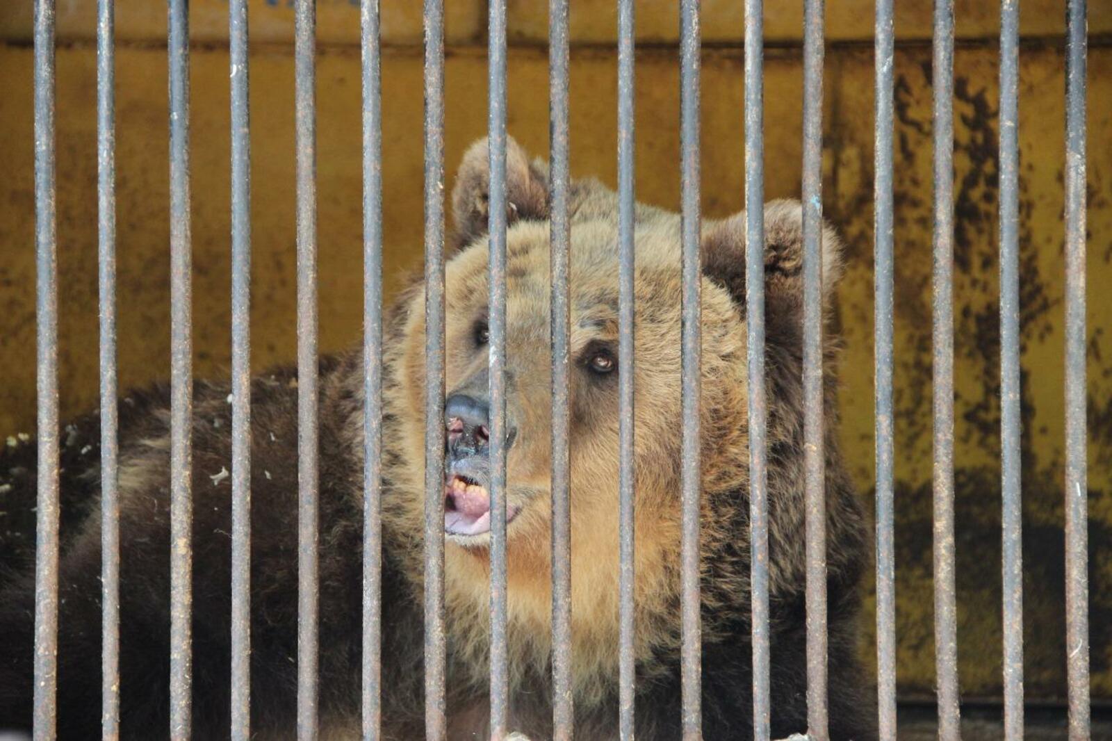 Дмитрий Шаталин