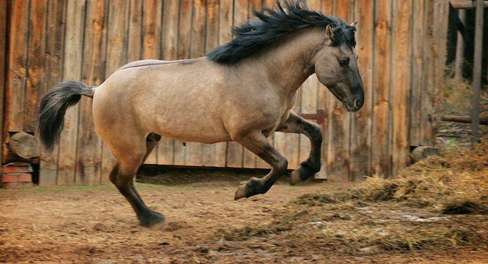 Потомки тарпанов: башкирская аборигенная лошадь
