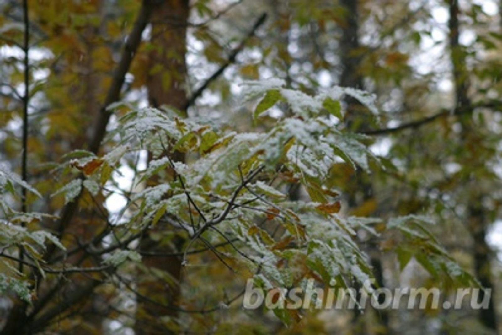 Андрей Старостин