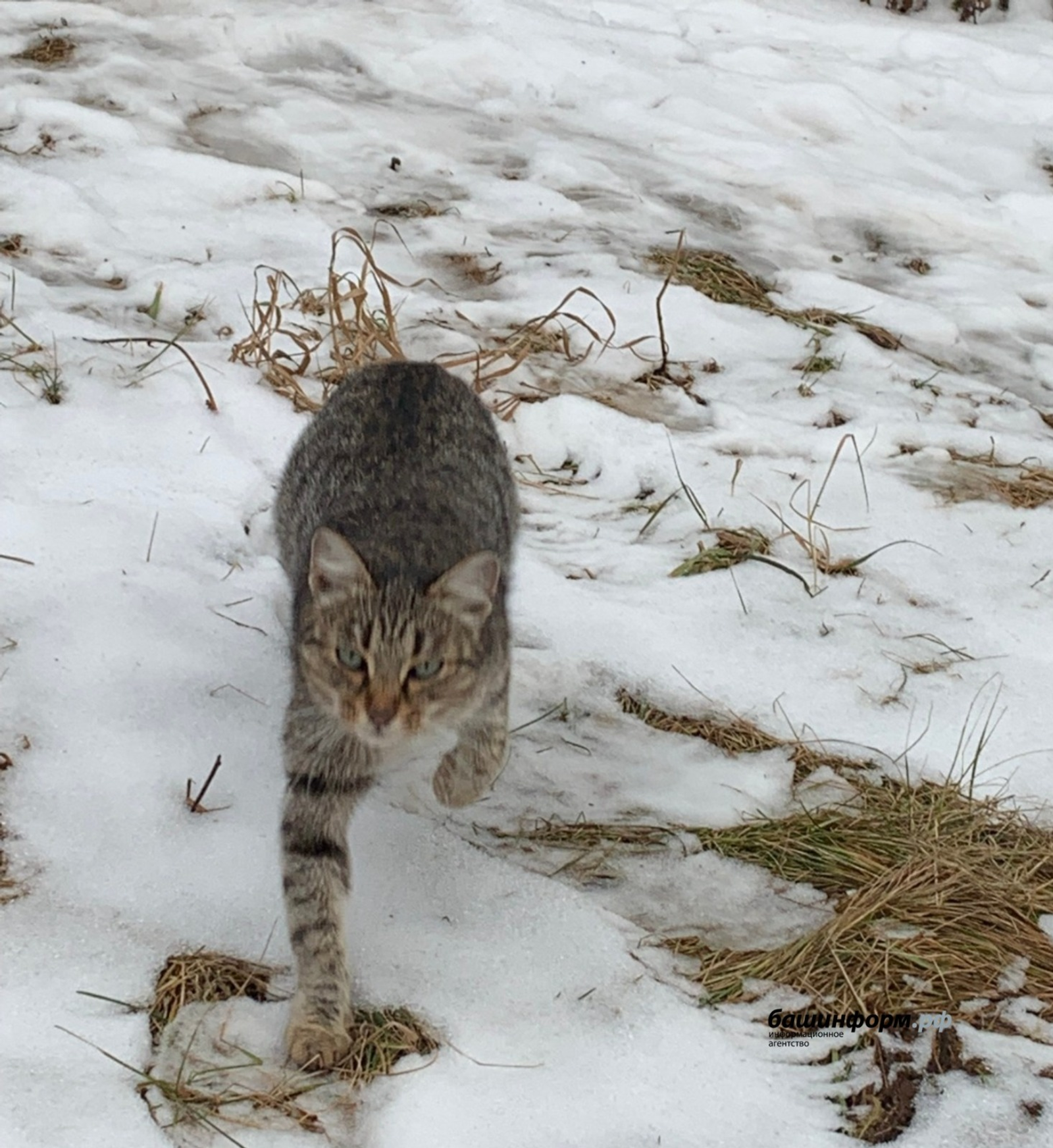 Галина Бахшиева