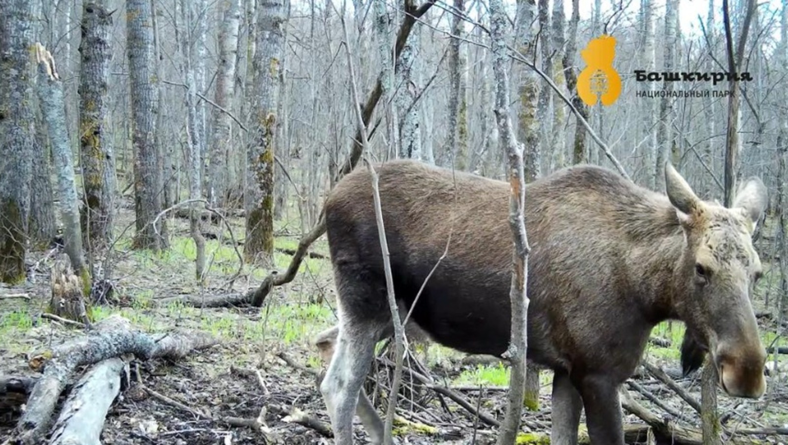 национальный парк «Башкирия», телеграм