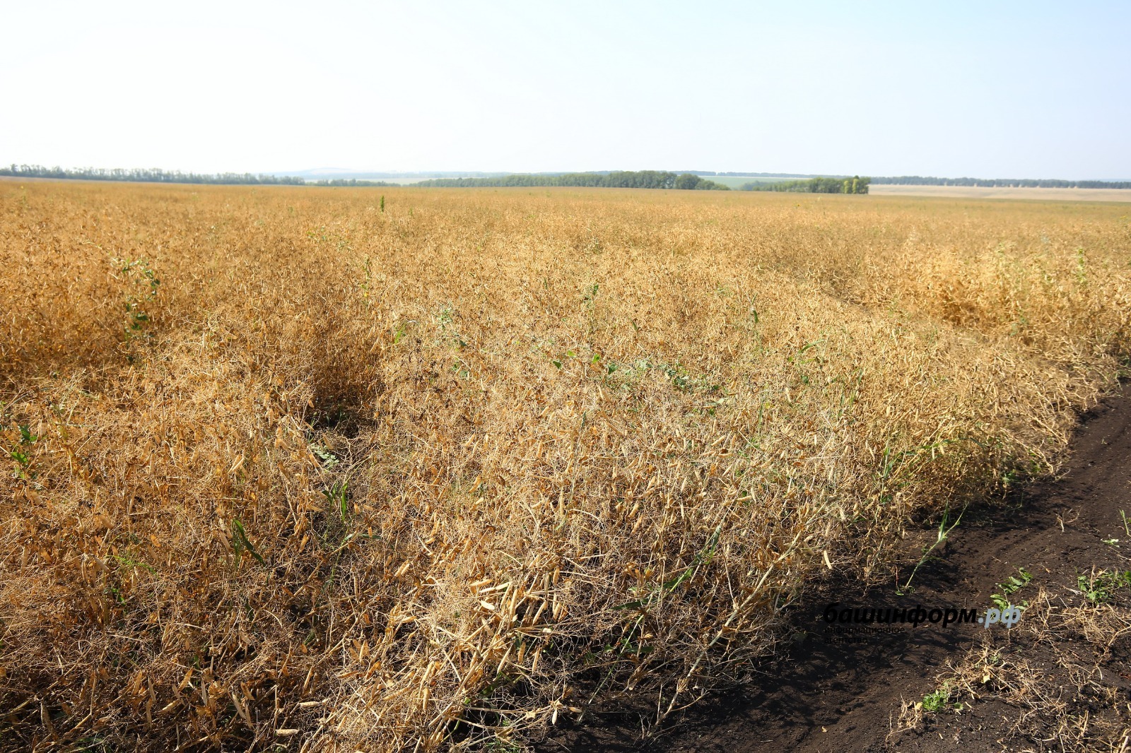 Валерий Шахов ИА «Башинформ»