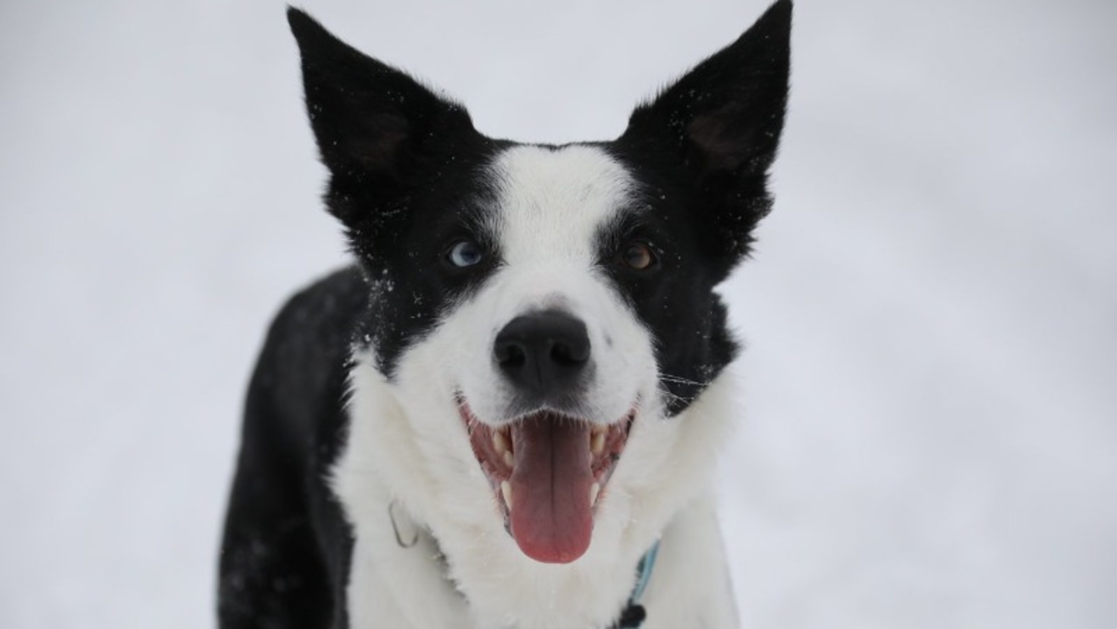 Валерий Шахов