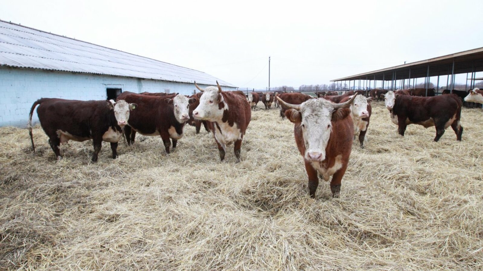 Олег Яровиков