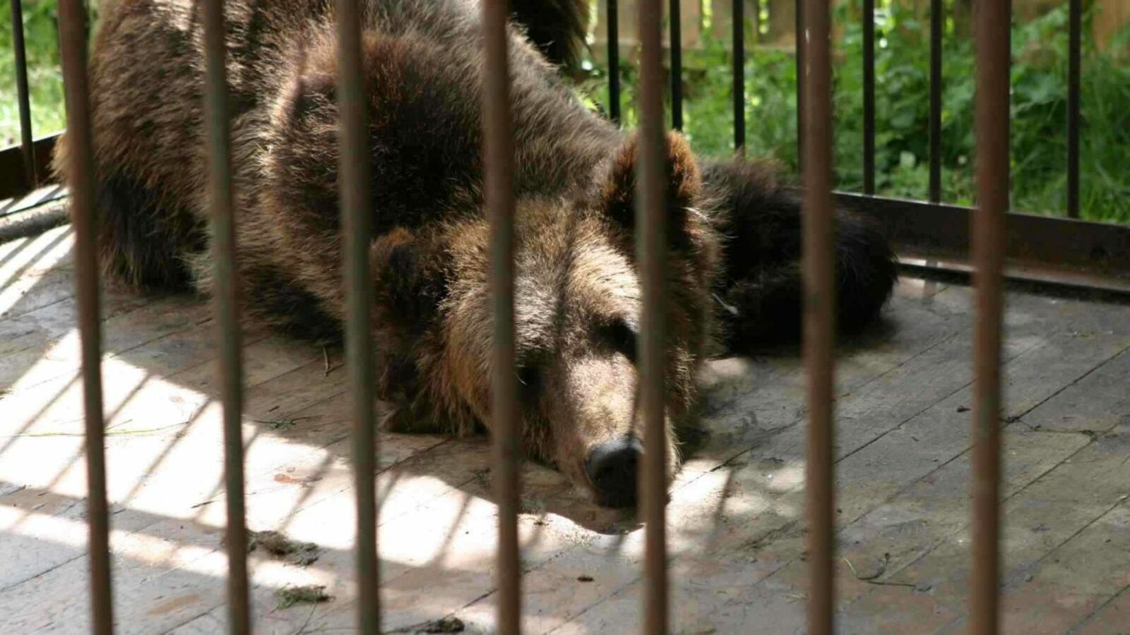 Олег Яровиков