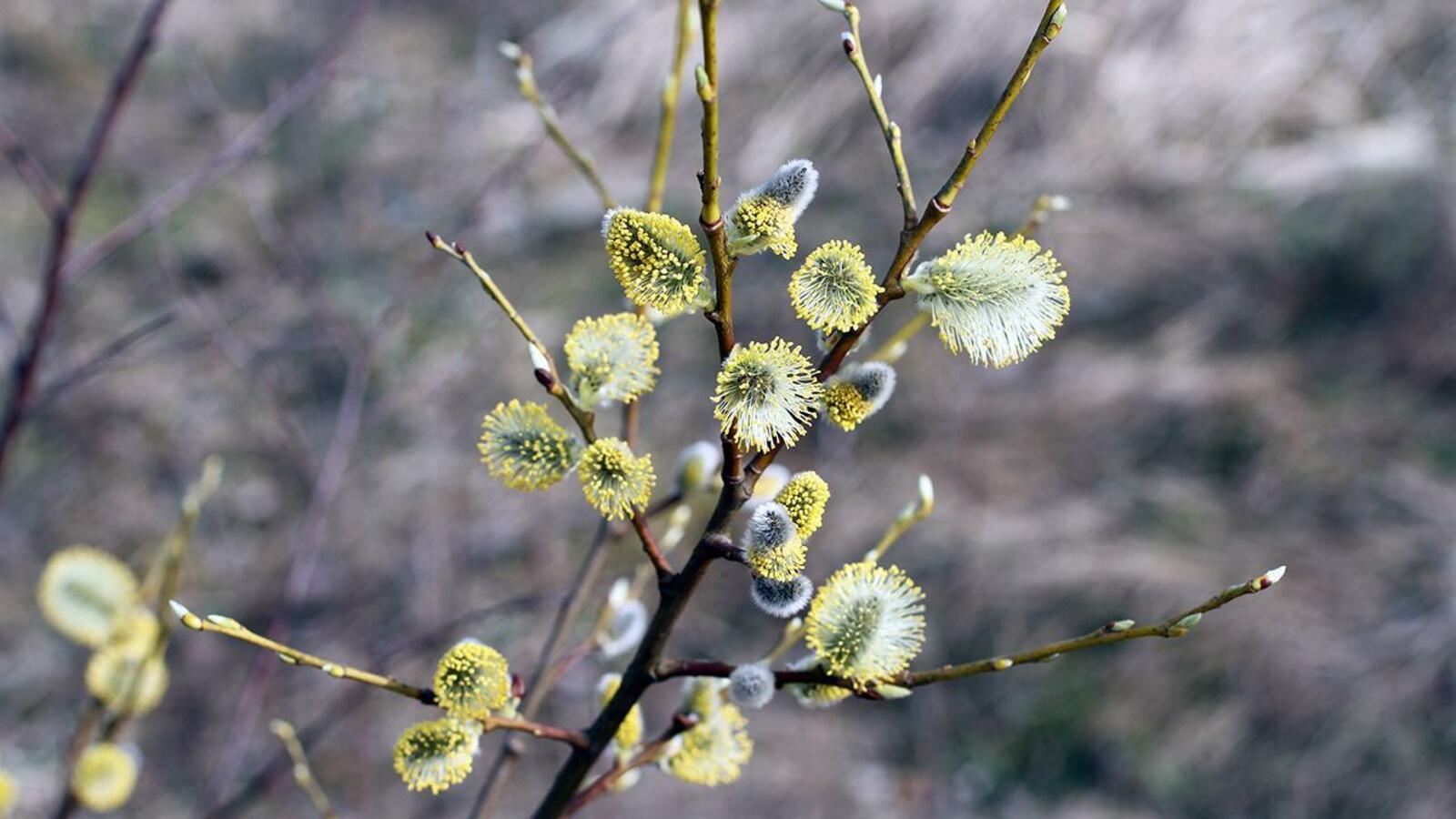 ИА «Башинформ»