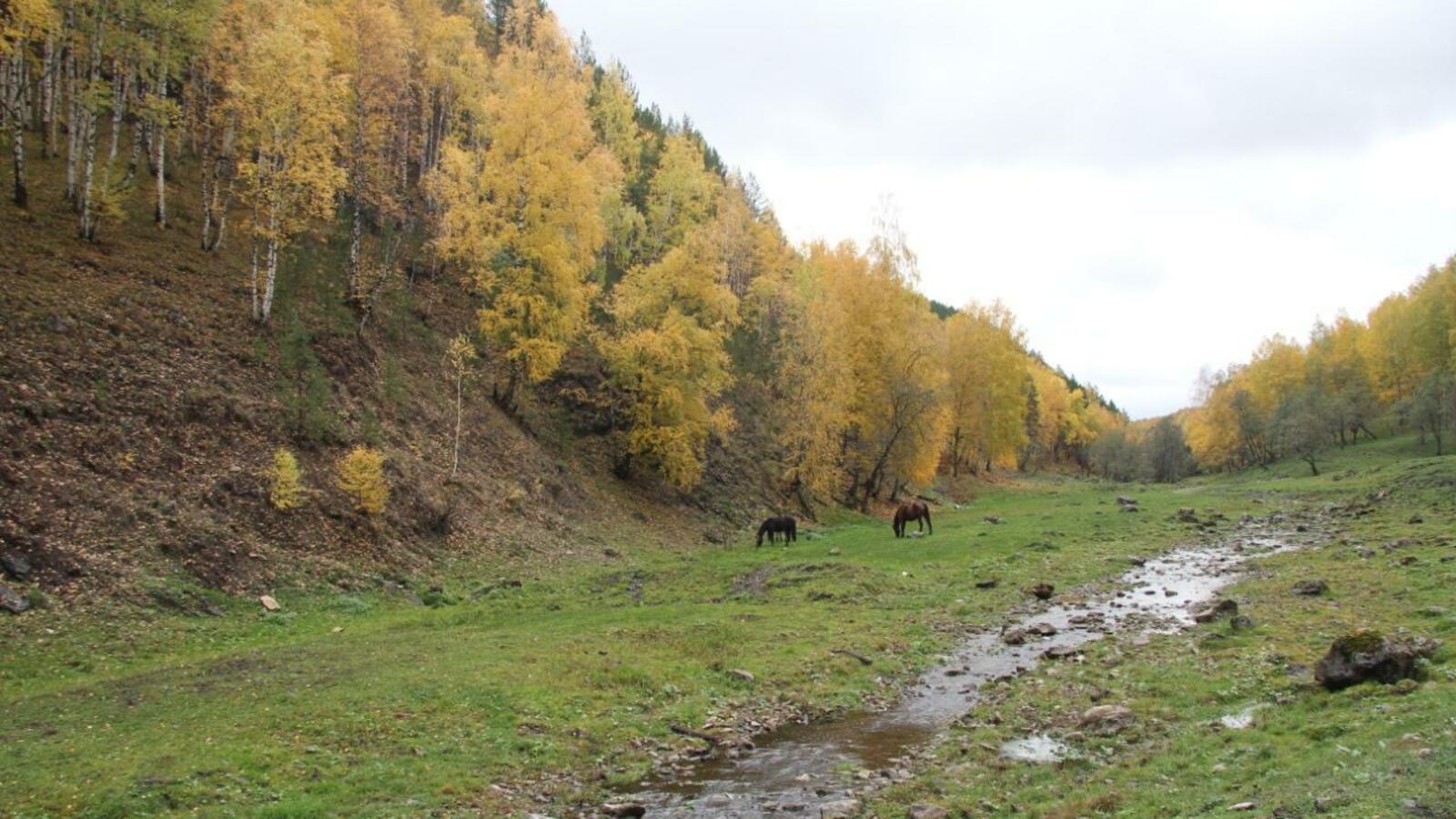 Валерий Шахов