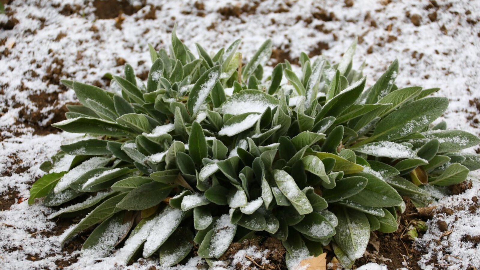 Валерий Шахов