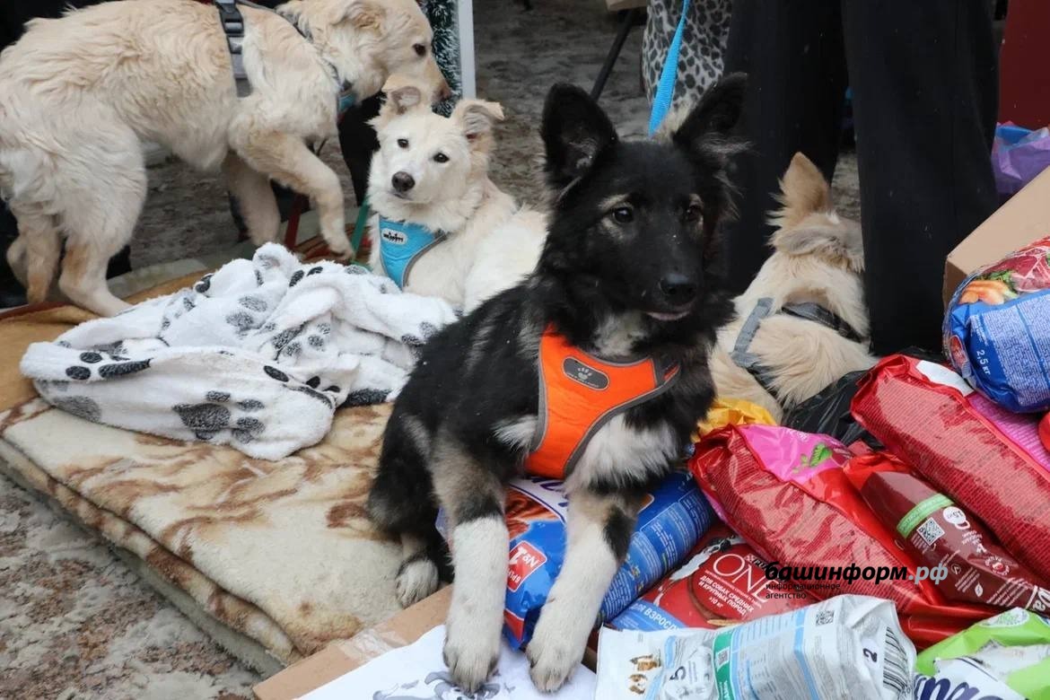 пресс-служба администрация Уфы