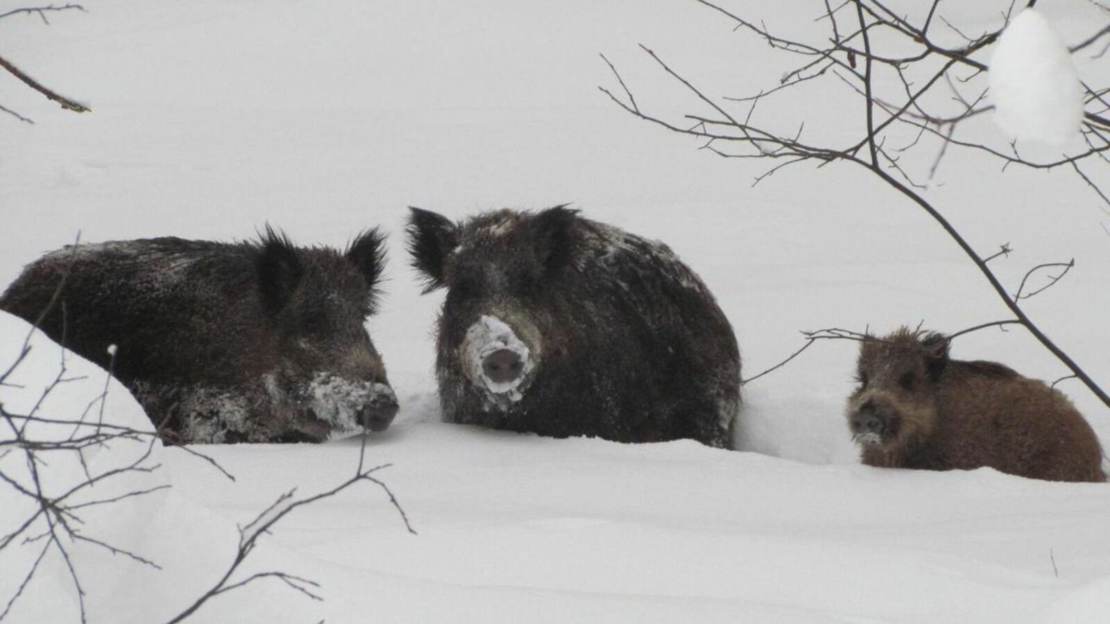 Олеся Арамелева