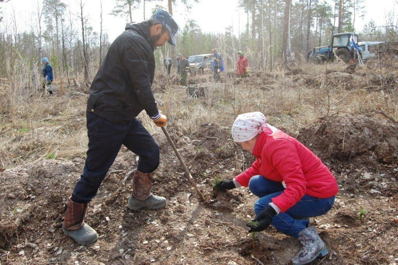 План по лесовосстановлению перевыполнили в Башкирии