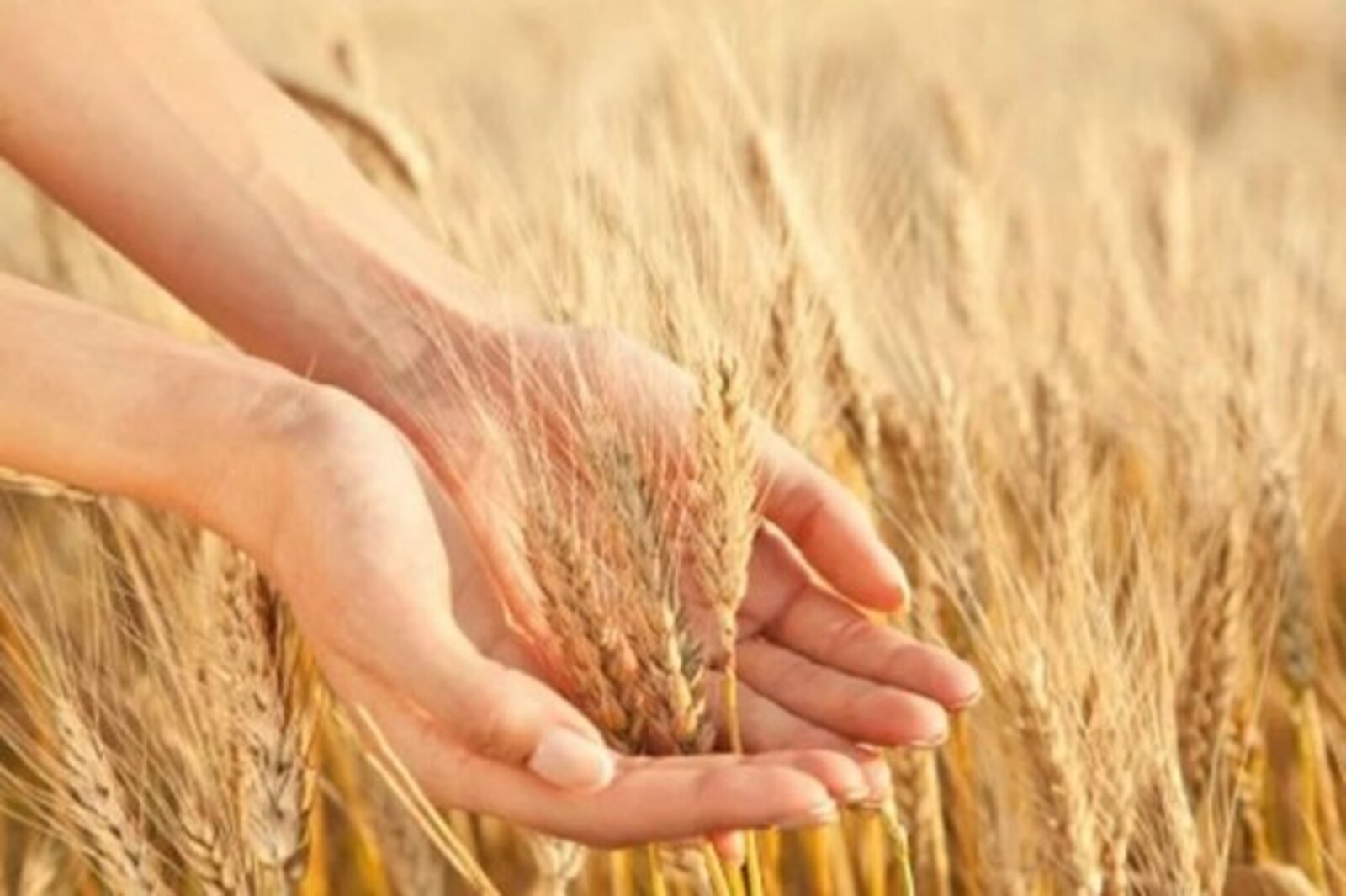 Пшеница Безостая 100