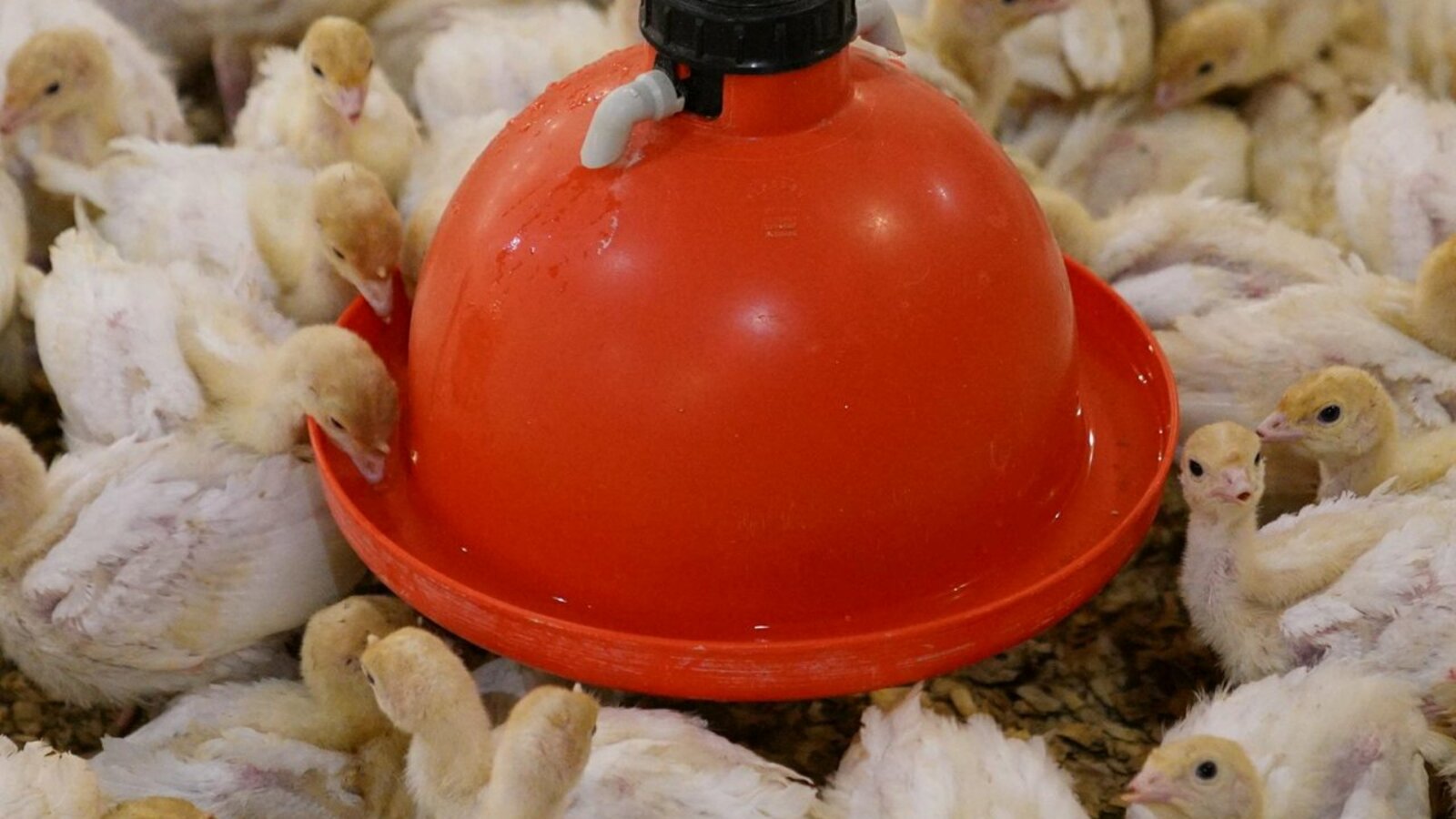 Олег Яровиков