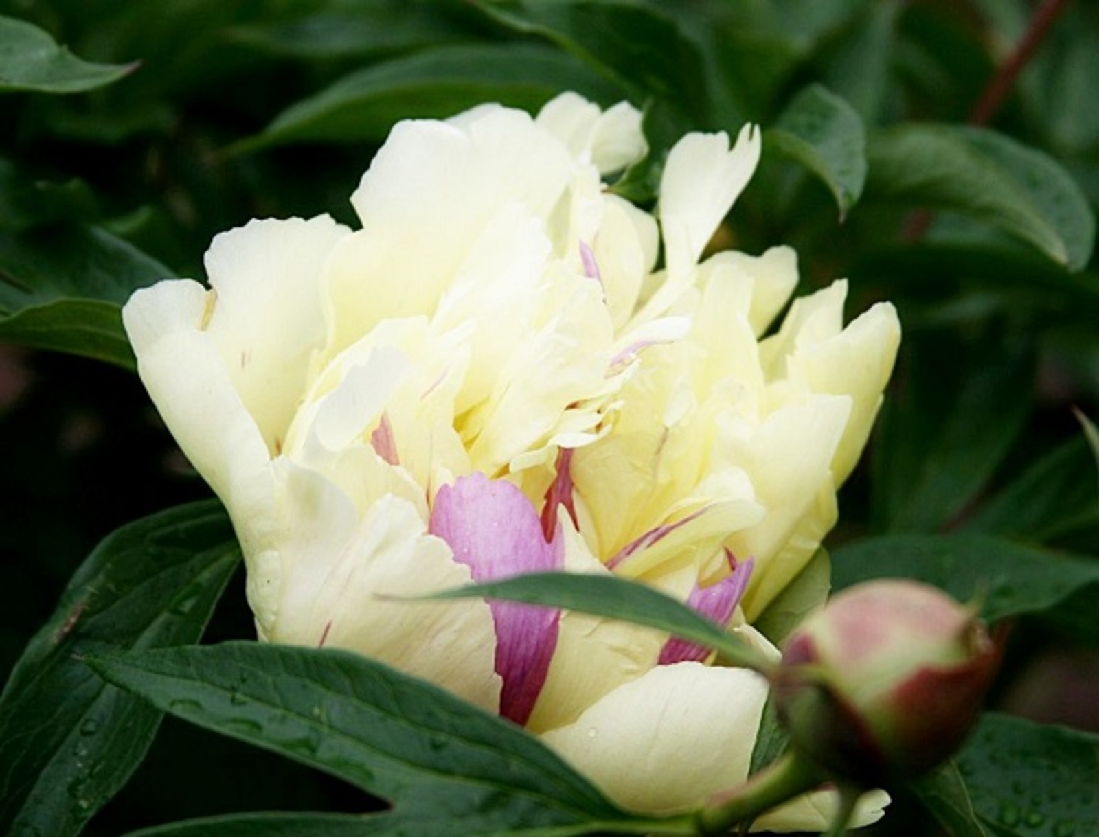 Сорт Lemon Dream. Фото уфимского Ботанического сада.