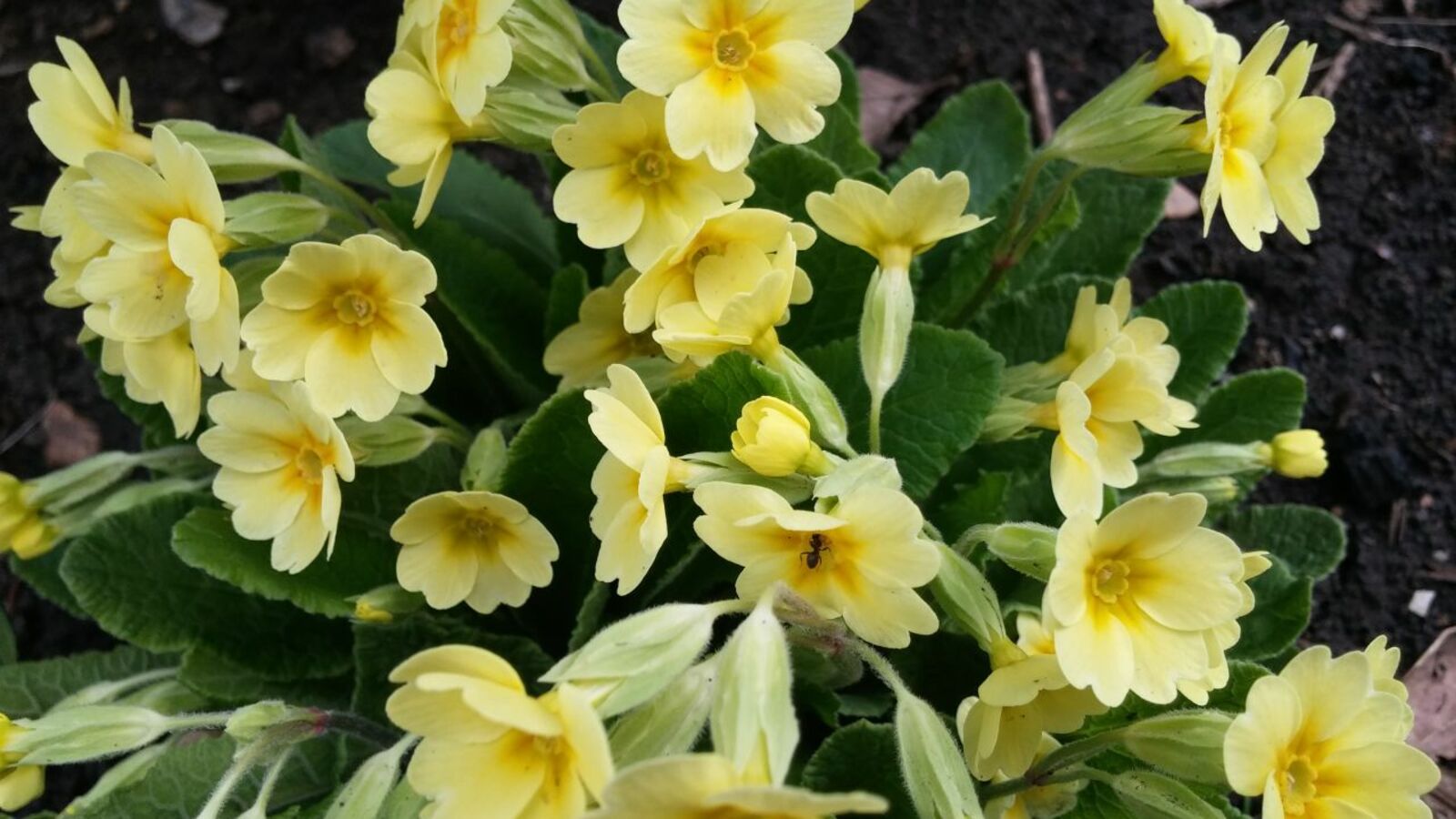 Андрей Старостин