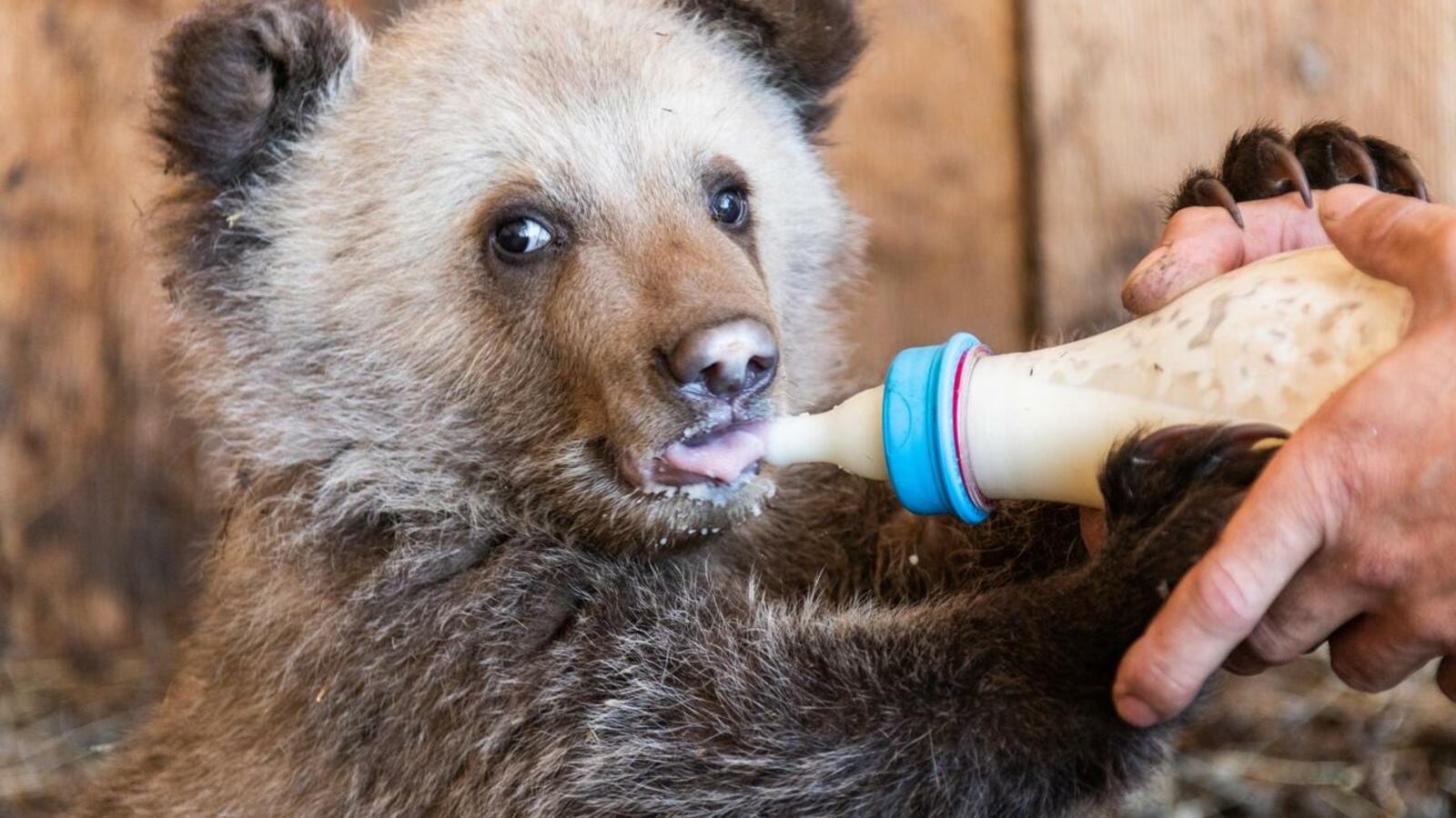 Олег Чегодаев