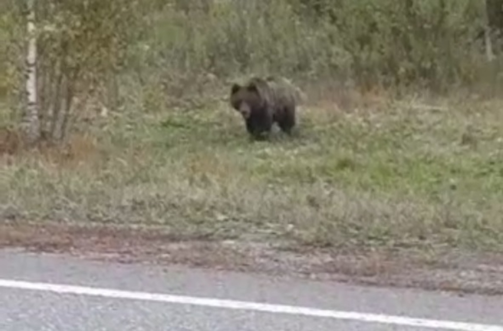 На автодороге Балтачево- Верхние Татышлы очевидцы засняли медведя