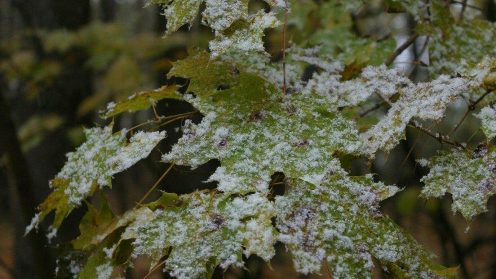 «Башинформ»