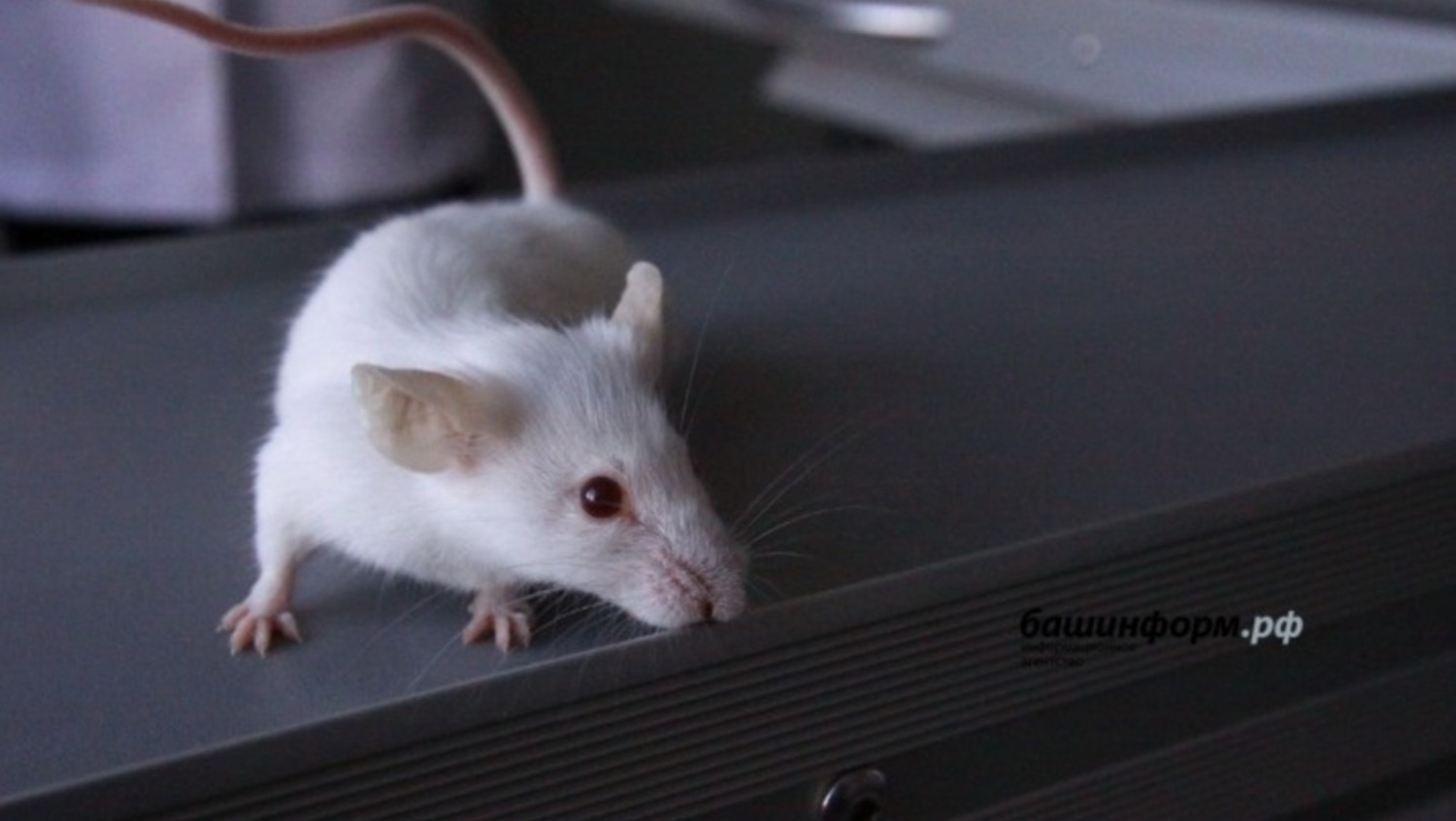 архив Башинформа