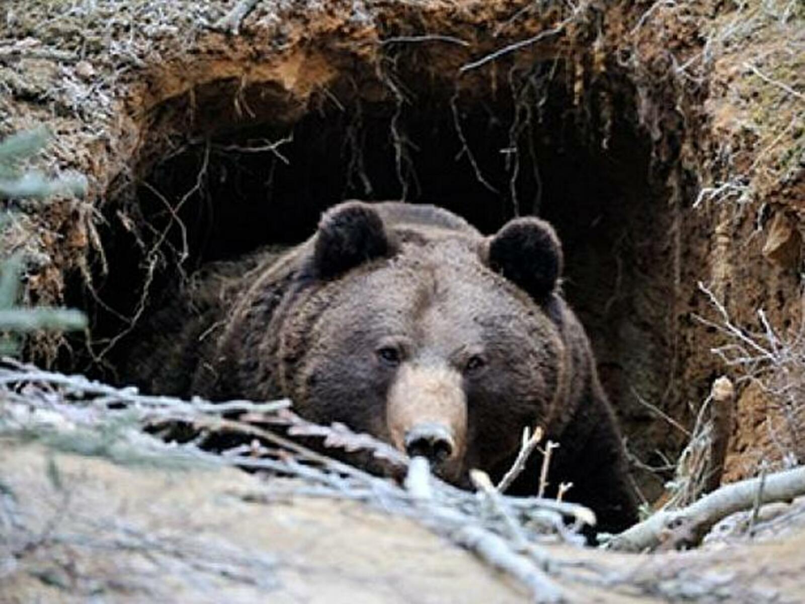 В Башкирии раньше времени проснулись медведи