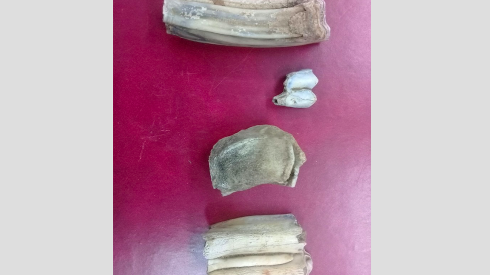 Национальный парк «Башкирия», Fb