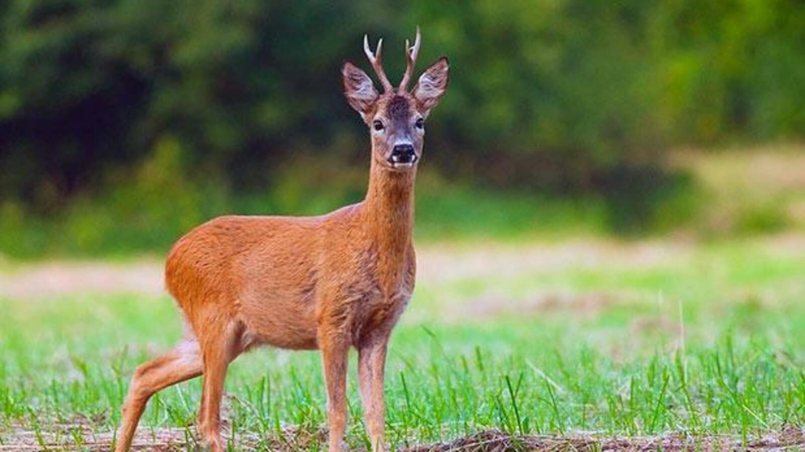 Из открытых источников