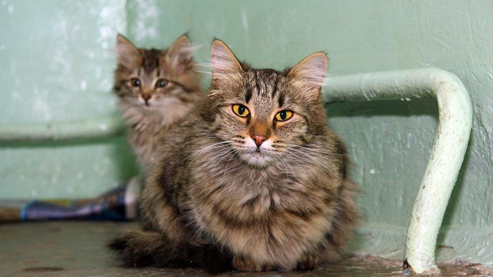 Валерий Шахов