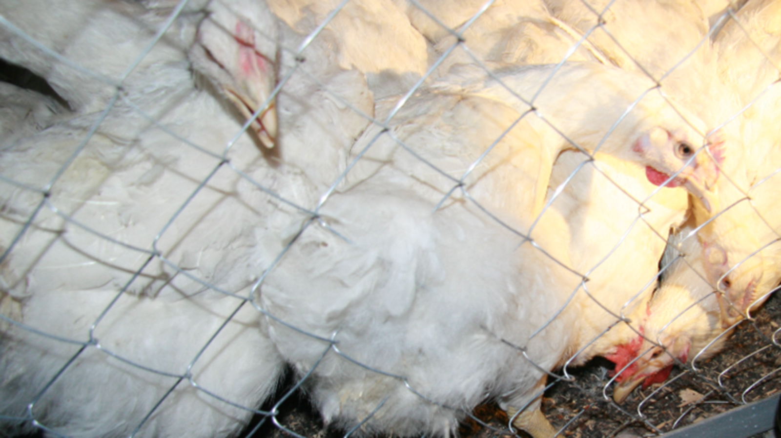 пресс-служба Минсельхоза Башкортостана