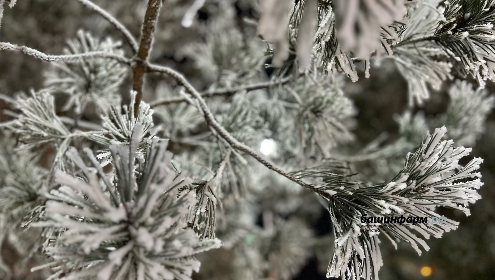 Ксения Калинина | ИА Башинформ