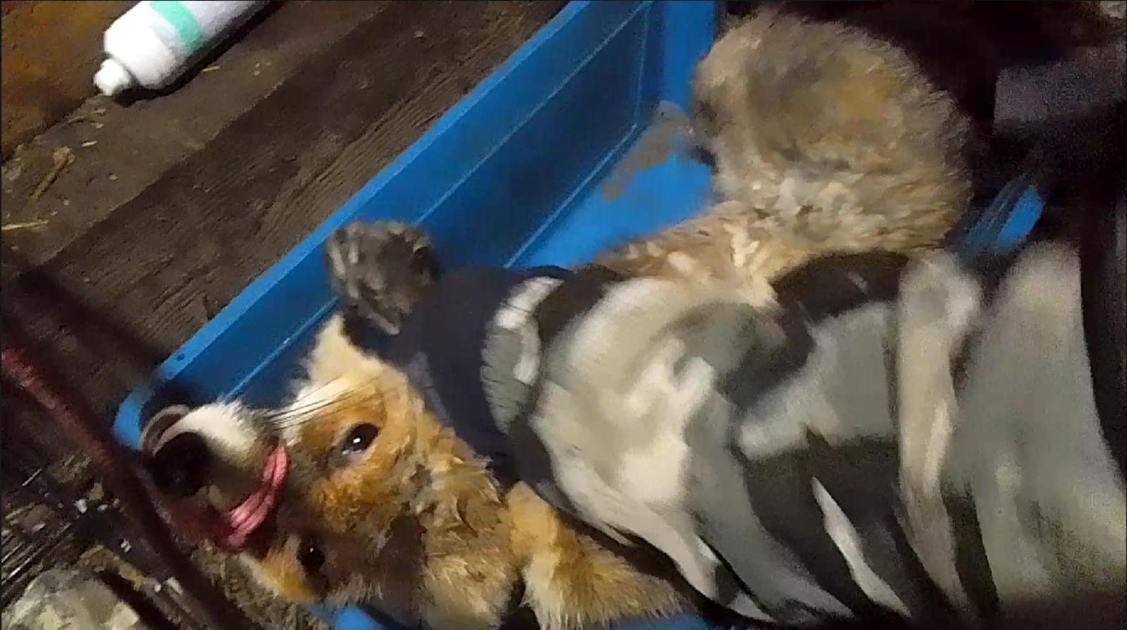 Скриншот Видео ЦРДЖ «Пин и Пуф»