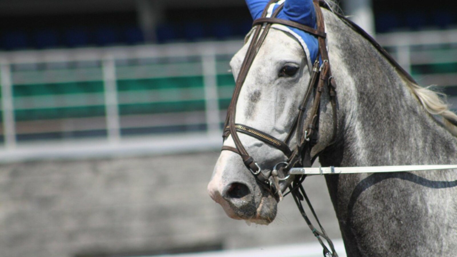 предоставлено ипподром «Акбузат»