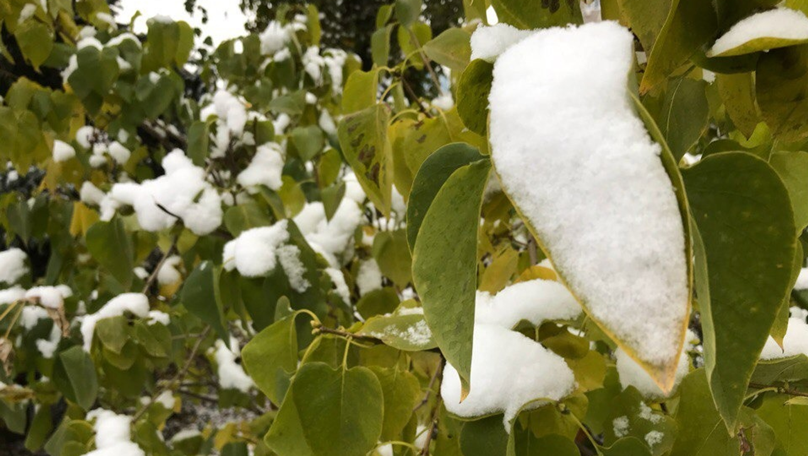 Ксения Калинина