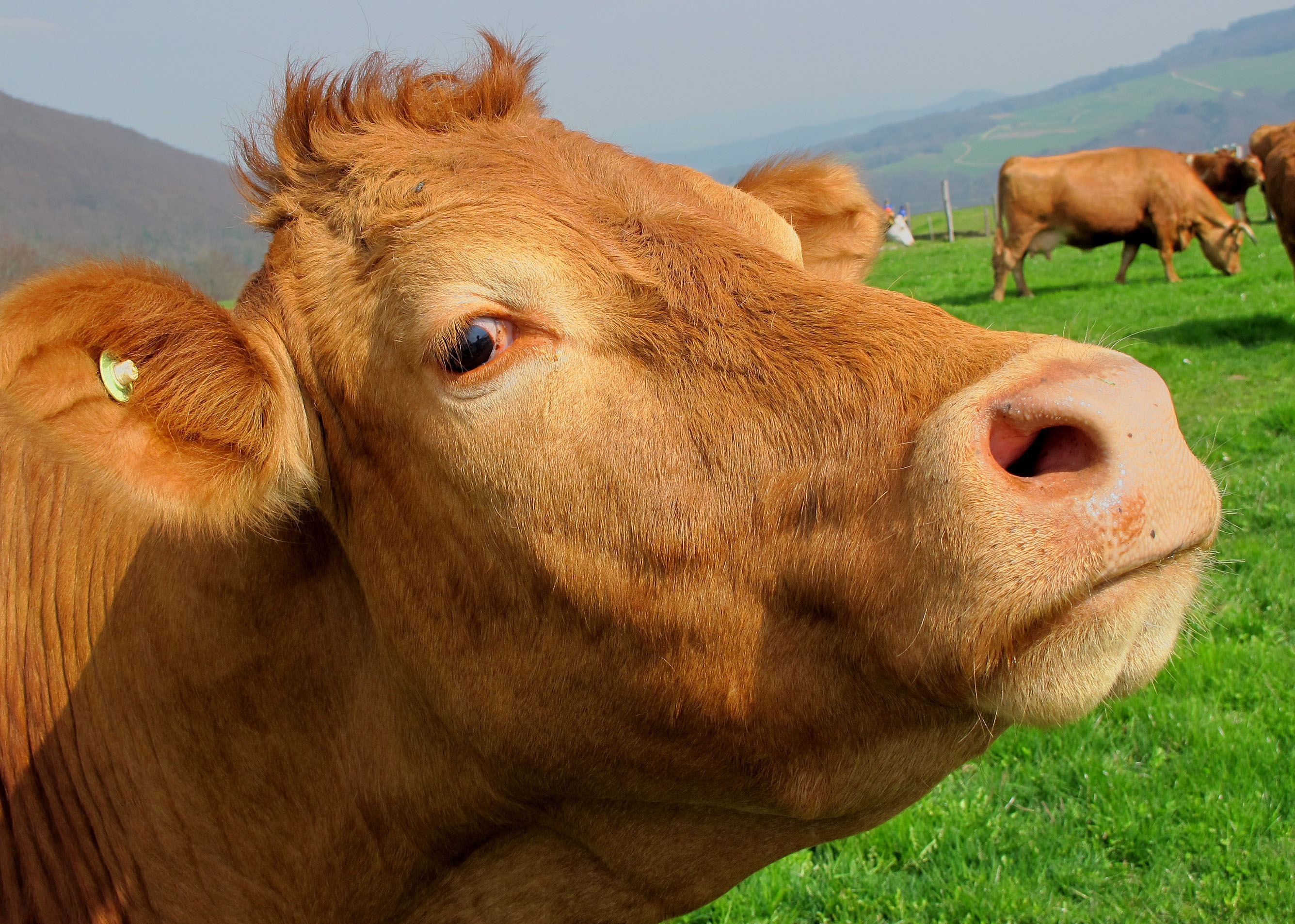 В Илишевском районе Башкирии начнут строить молочную ферму на 1 200 коров