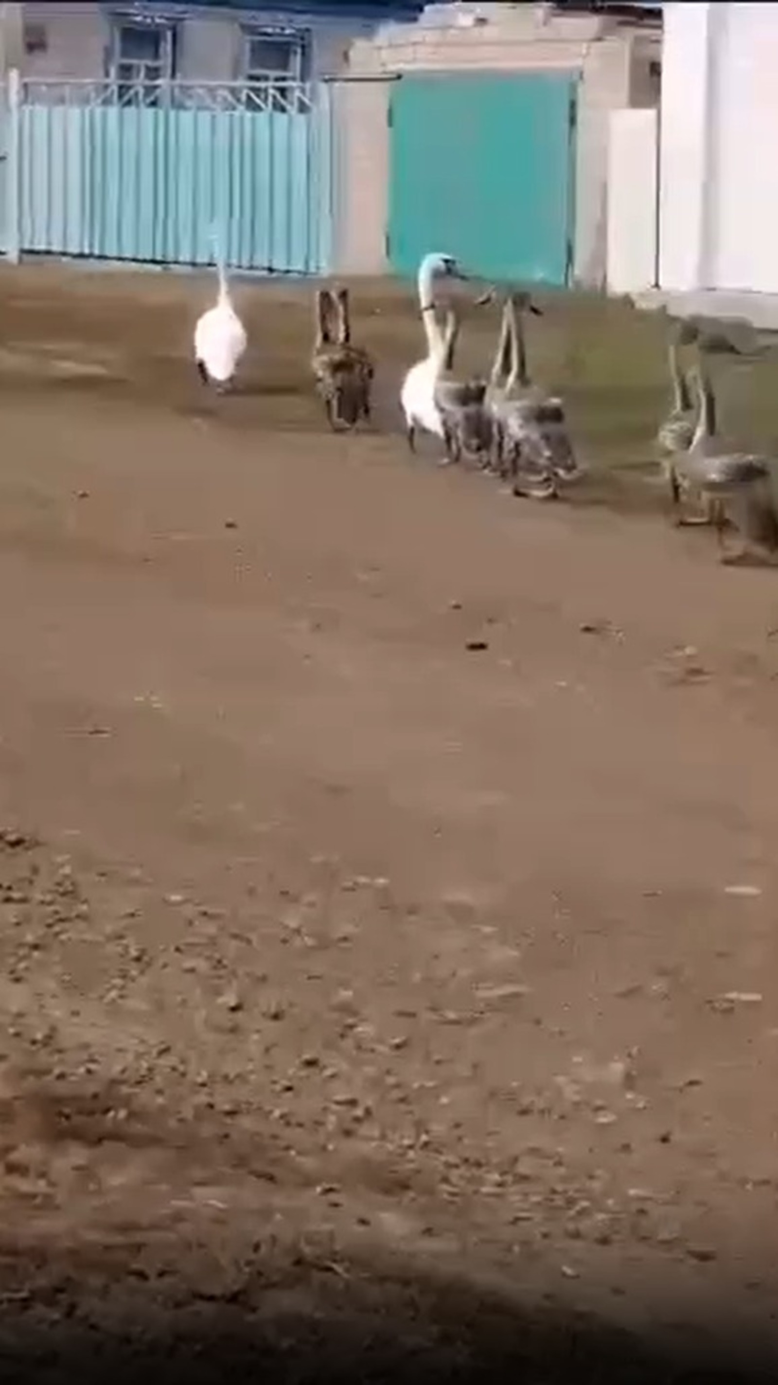 скриншот видео